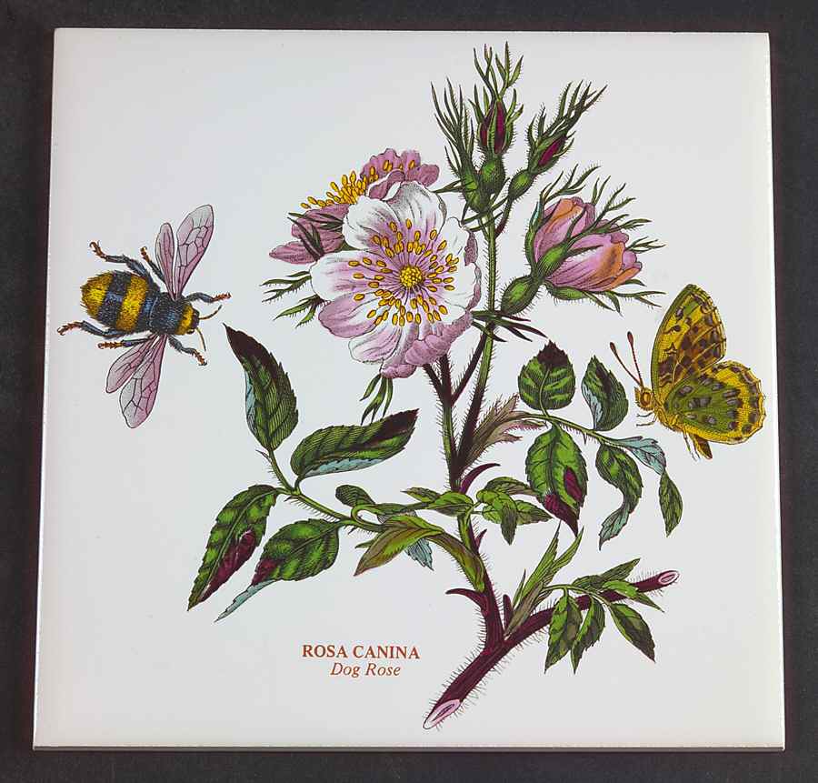 Botanic Garden 6" Wall Tile Aka Tile Insert by Portmeirion-1