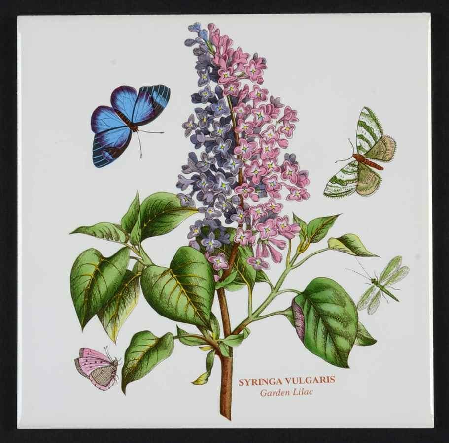 Botanic Garden 6" Wall Tile Aka Tile Insert by Portmeirion-1