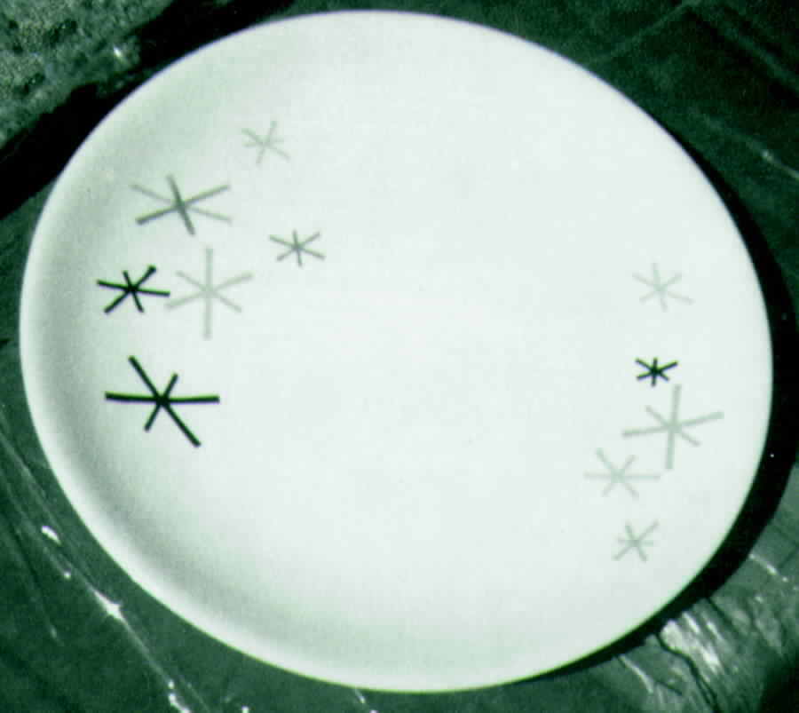 PCP108 Dinner Plate by Paden City-1