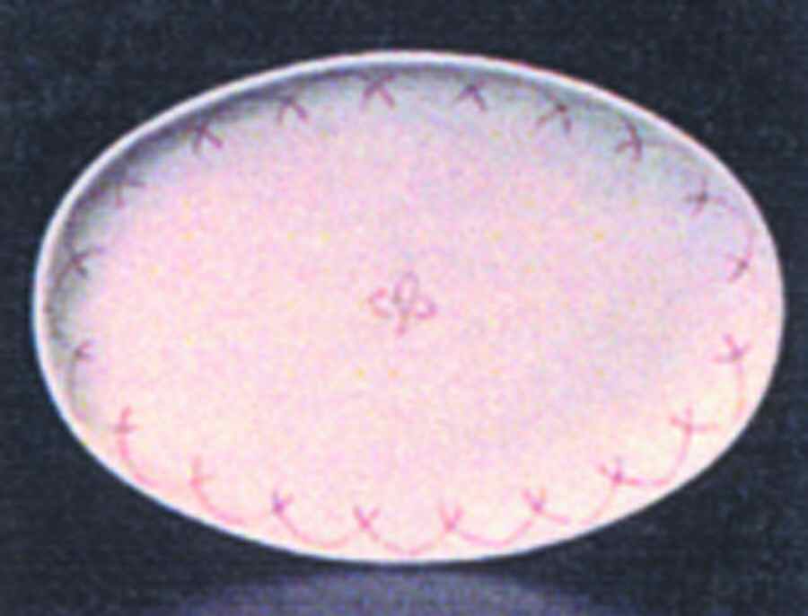 Etchings Vanilla 18" Oval Serving Platter by Presenttense-1