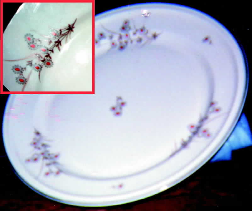 R295 Dinner Plate by Rosenthal - Continental-1