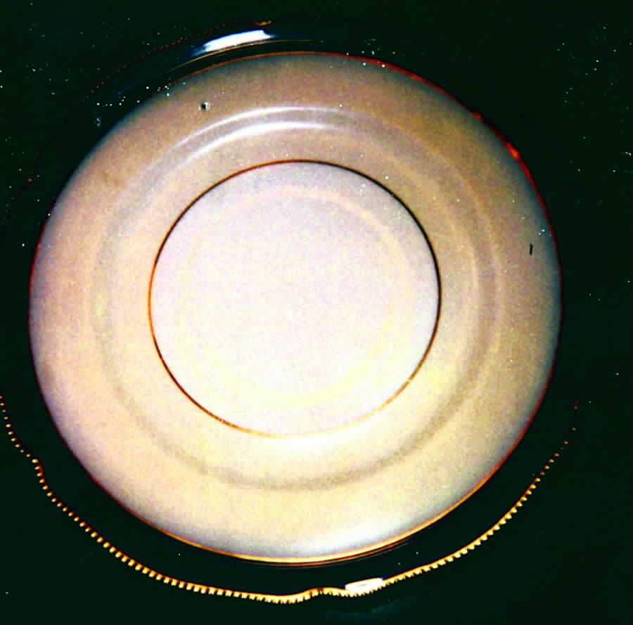 Regent Cobalt (Blue Band, Gold Trim) Saucer by Rosenthal - Continental-1