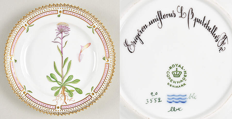 Flora Danica (1961 To Current) Bread & Butter Plate-Erigeron uniflorus L B pulche by Royal Copenhagen-1