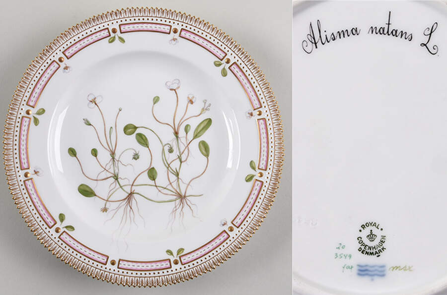 Flora Danica (1961 To Current) Dinner Plate-Alisma natans L by Royal Copenhagen-1