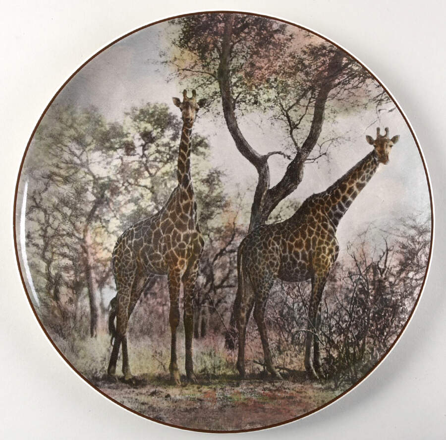 African Series Multicolor (Coupe) Dinner Plate by Royal Doulton-1