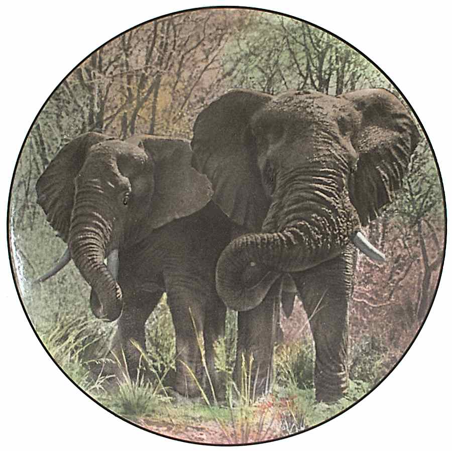 African Series Multicolor (Coupe) Dinner Plate by Royal Doulton-1