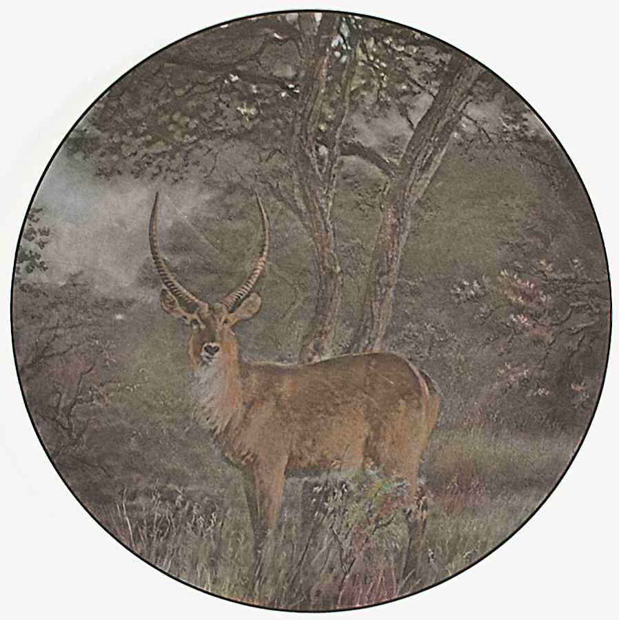 African Series Multicolor (Coupe) Dinner Plate by Royal Doulton-1
