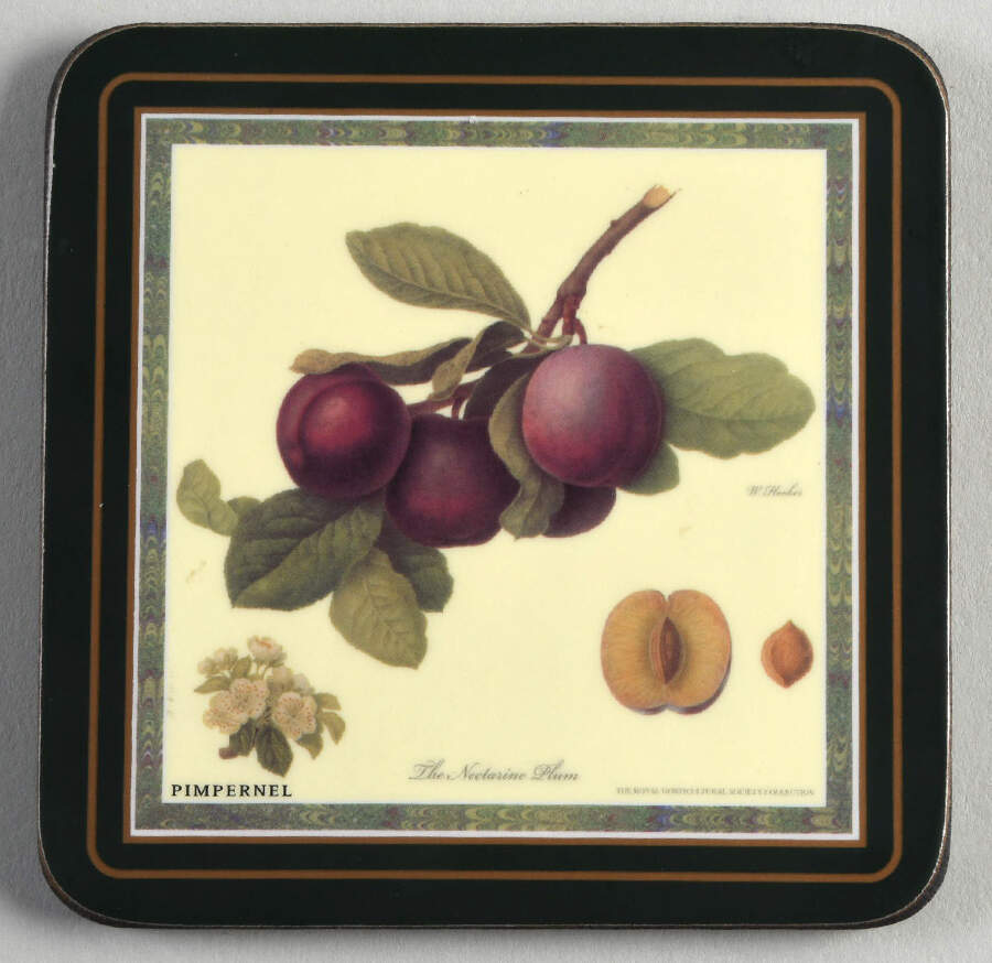 Hooker's Fruit (Bone, Made In England) Square Corkback Coaster by Rosina-Queens-1
