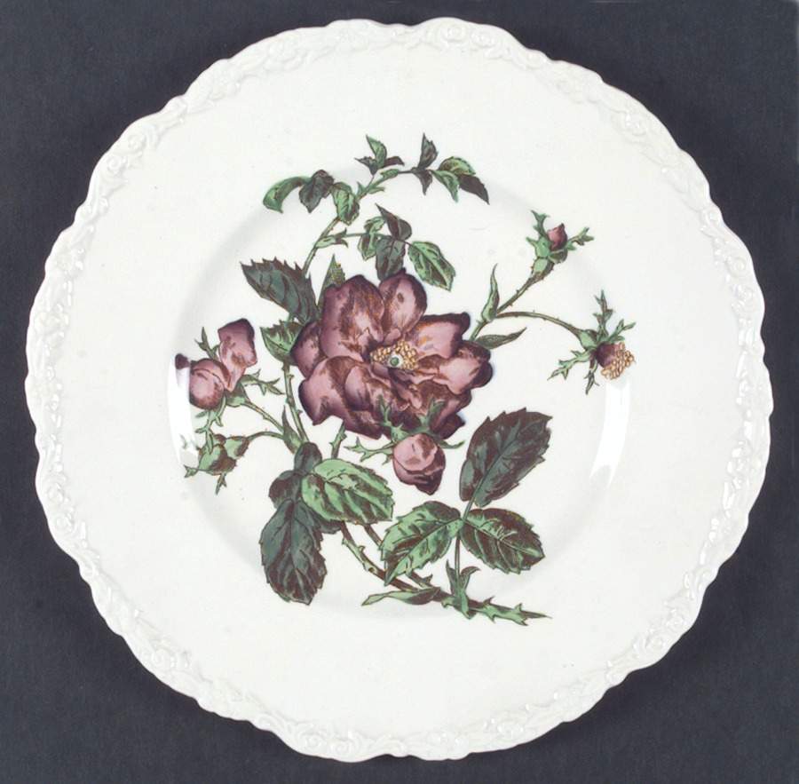 X2893 Dinner Plate by Royal Cauldon-1