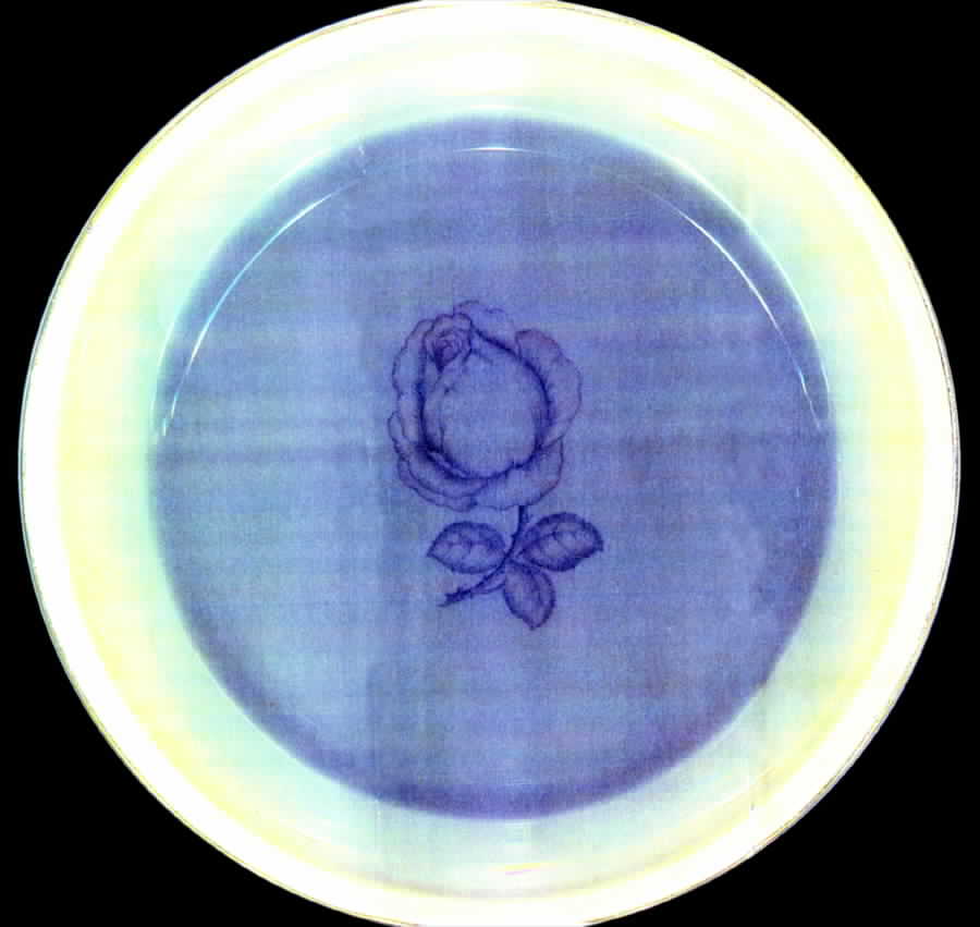 R850 Dinner Plate by Rosenthal - Continental-1