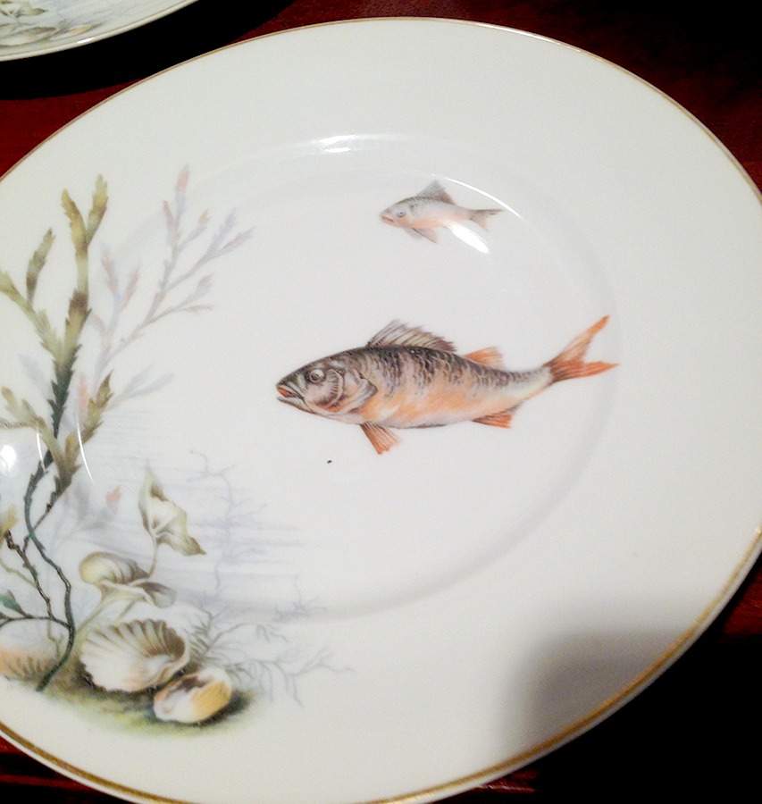 R1511 Dinner Plate by Rosenthal - Continental-1