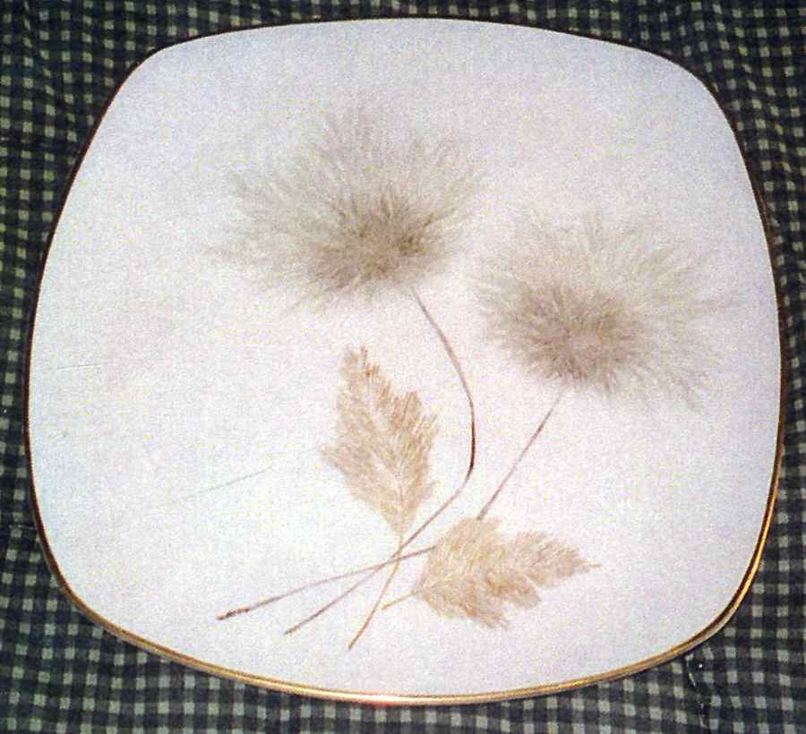R1721 Dinner Plate by Rosenthal - Continental-1
