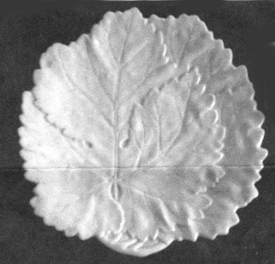 3566 (Leaf Shape) Salad Plate by Royal Worcester-1