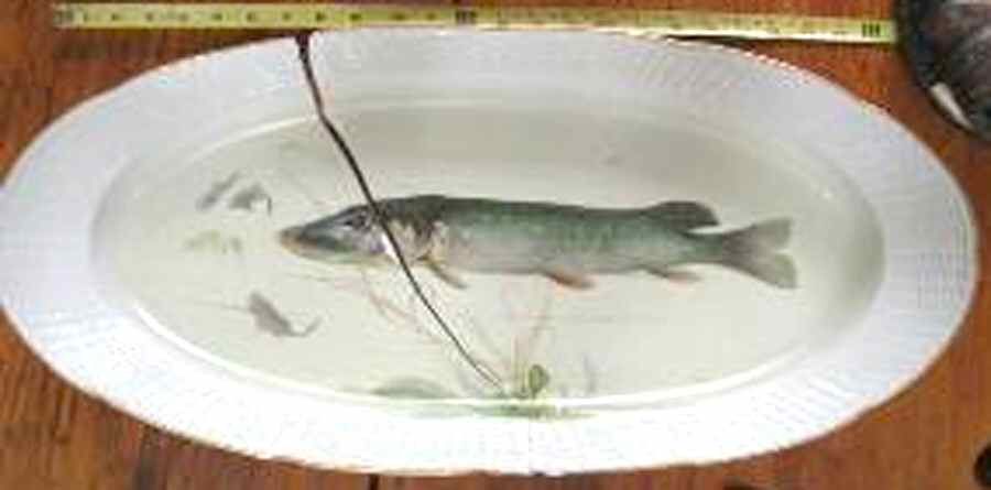 RBE15 Fish Platter by Royal Berlin-1