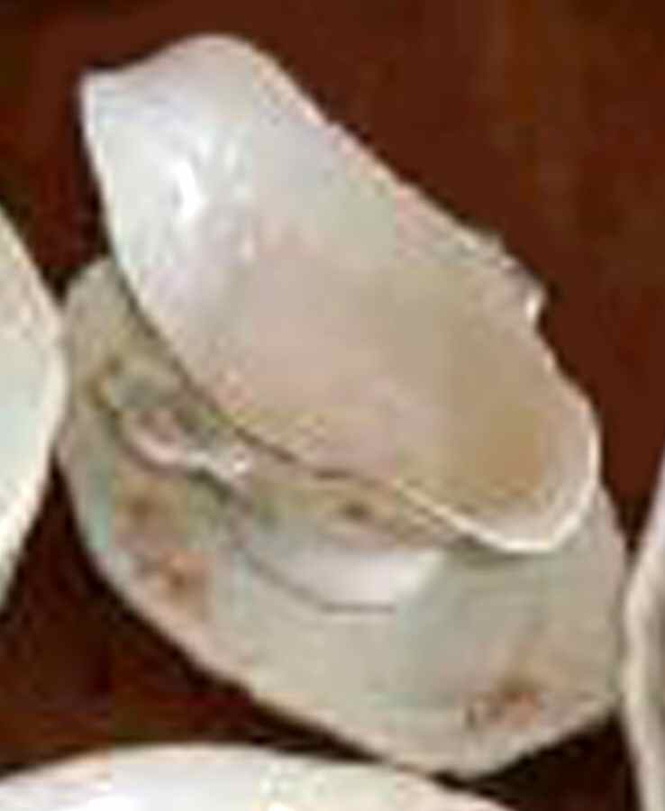 R2150 Gravy Boat with Attached Underplate by Rosenthal - Continental-1
