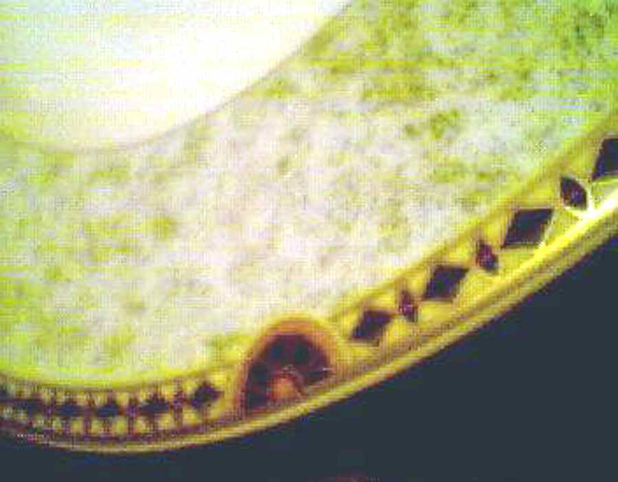 Merit Dinner Plate by Royal Bone China-1