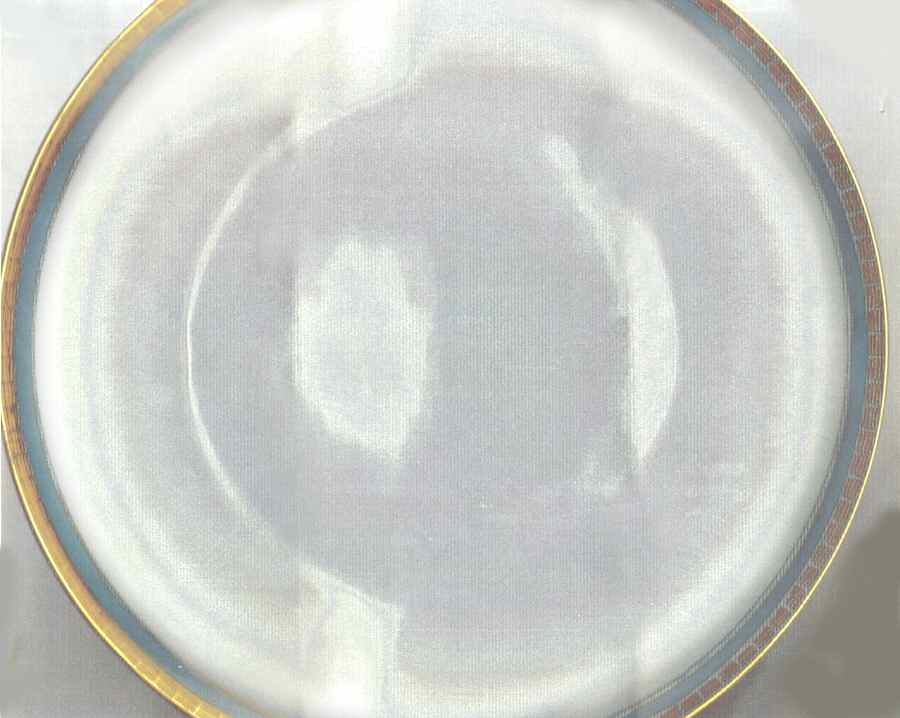 R2213 Dinner Plate by Rosenthal - Continental-1