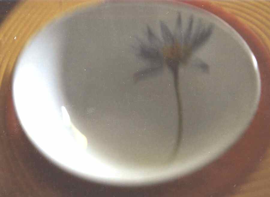 Lotus Fruit/Dessert (Sauce) Bowl by Royal Fine China-1