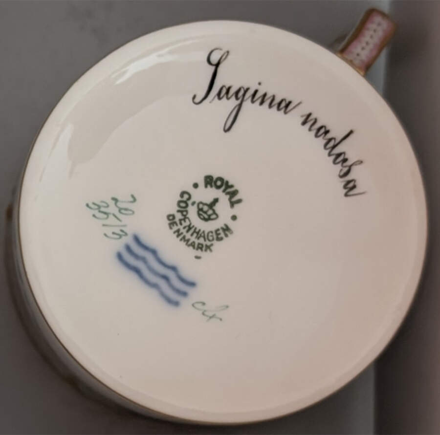 Flora Danica (1790 To 1960) Chocolate Cup-Sagina nodosa by Royal Copenhagen-1