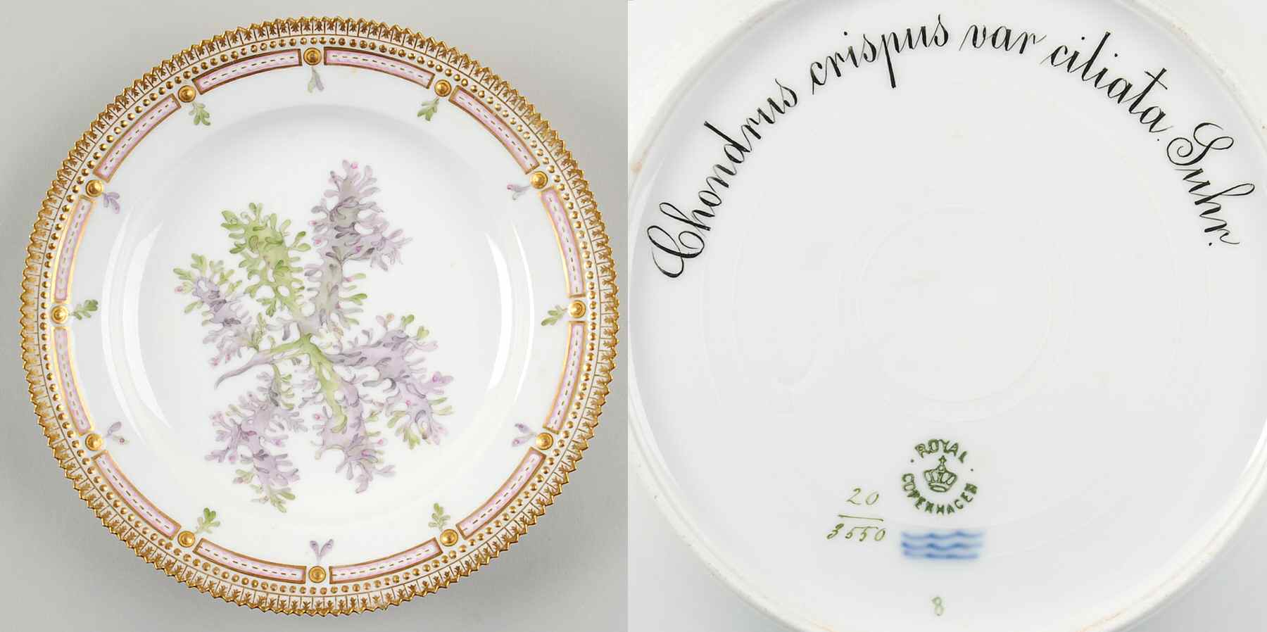 Flora Danica (1790 To 1960) Luncheon Plate-Chondrus crispus var ciliata Suhr by Royal Copenhagen-1
