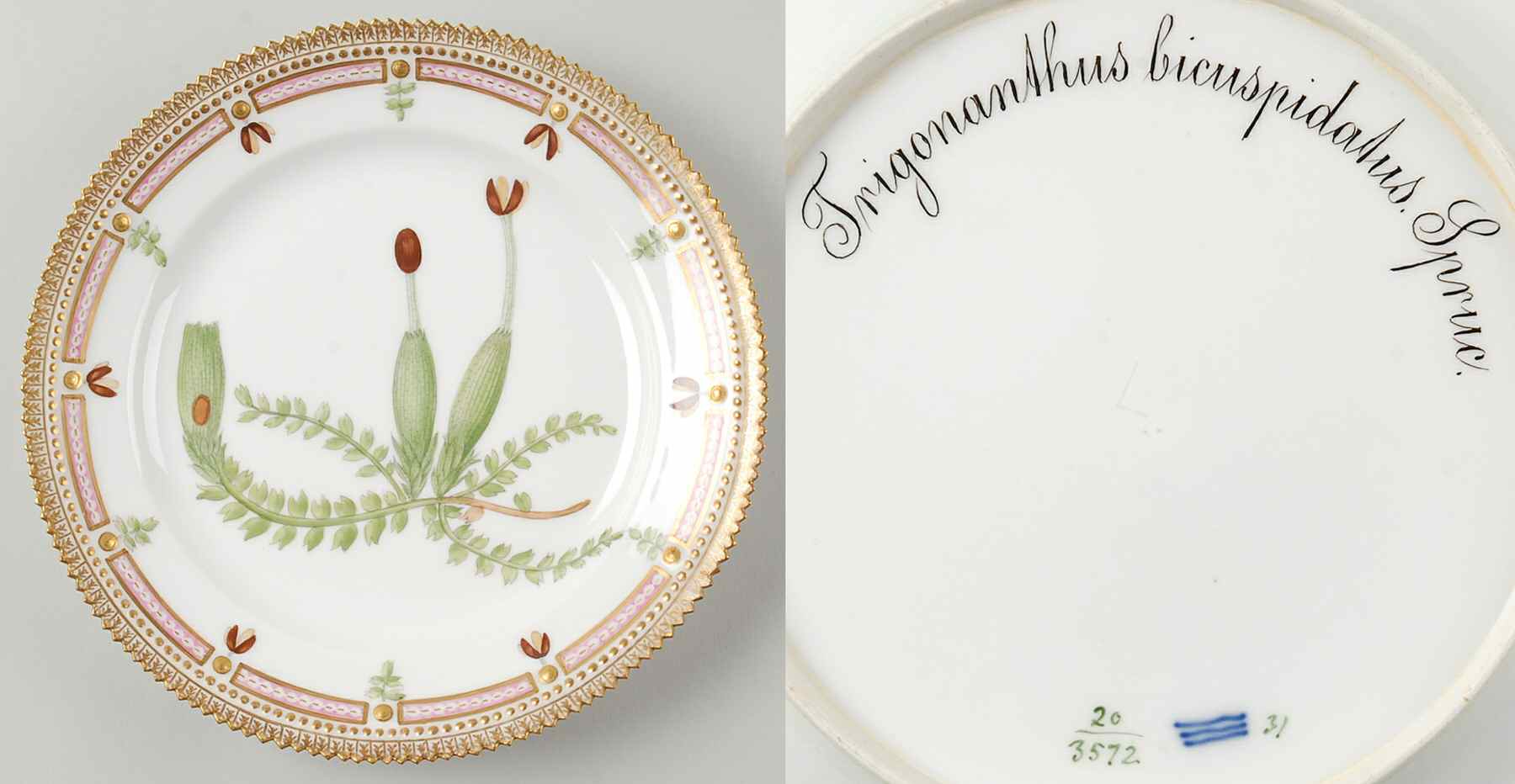 Flora Danica (1790 To 1960) Luncheon Plate-Trigonanthus bicuspidatus Spruc by Royal Copenhagen-1