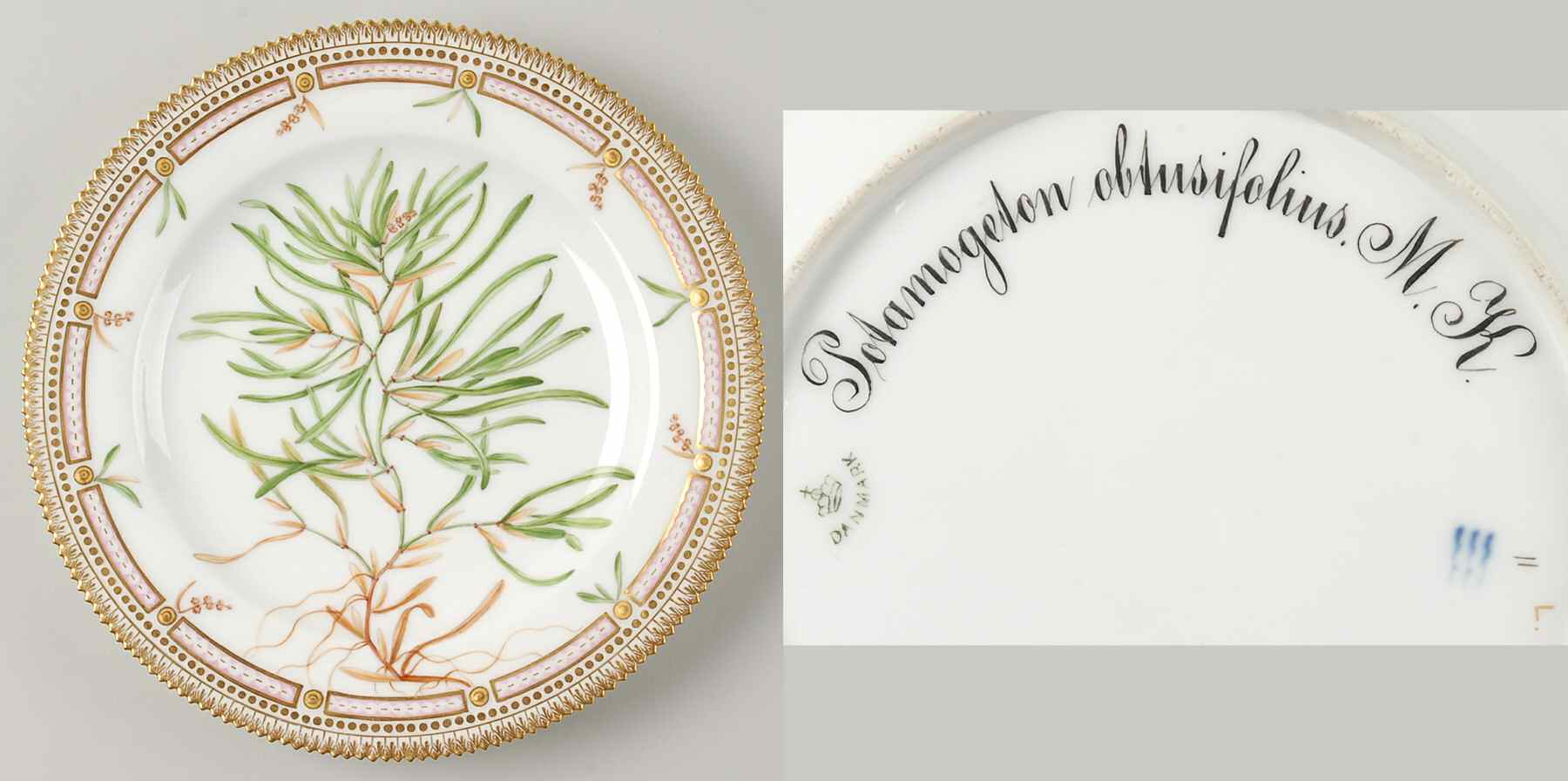 Flora Danica (1790 To 1960) Dinner Plate-Potamogeton obtusifolius M K by Royal Copenhagen-1