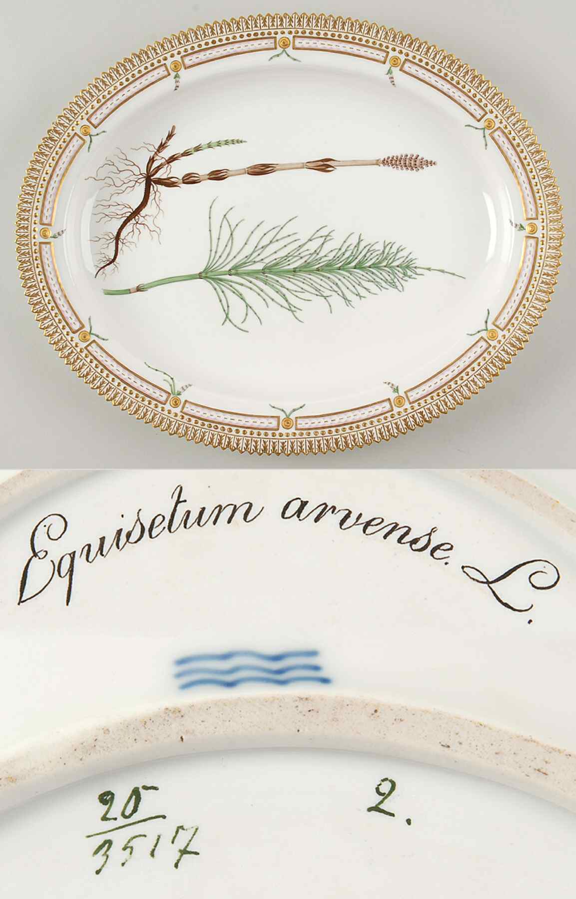 Flora Danica (1790 To 1960) 14" Oval Serving Platter-Equisetum arvense L by Royal Copenhagen-1