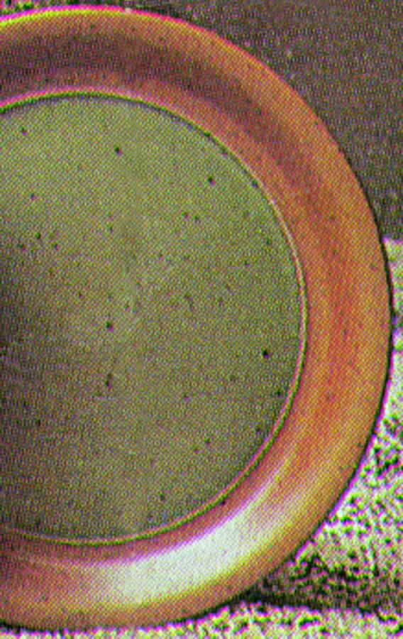 Gray Celadon Dinner Plate by Sial-1