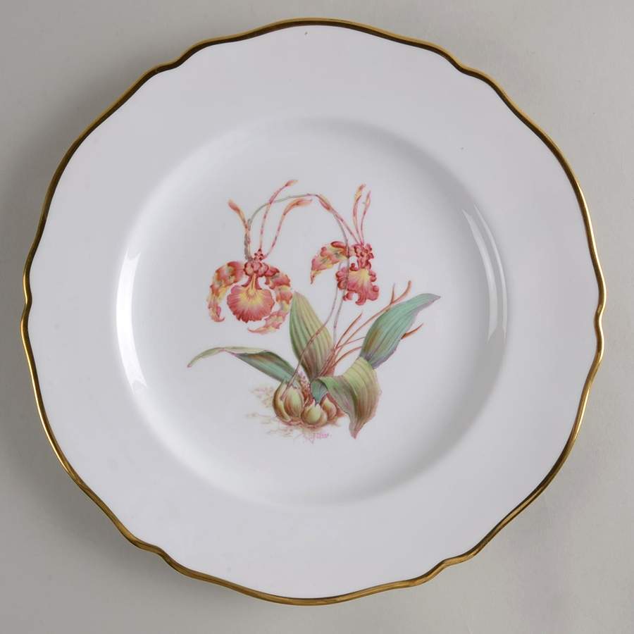 Y5552 (Scalloped) Dinner Plate by Spode-1