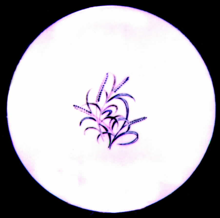 SUM8 Dinner Plate by Summit-1