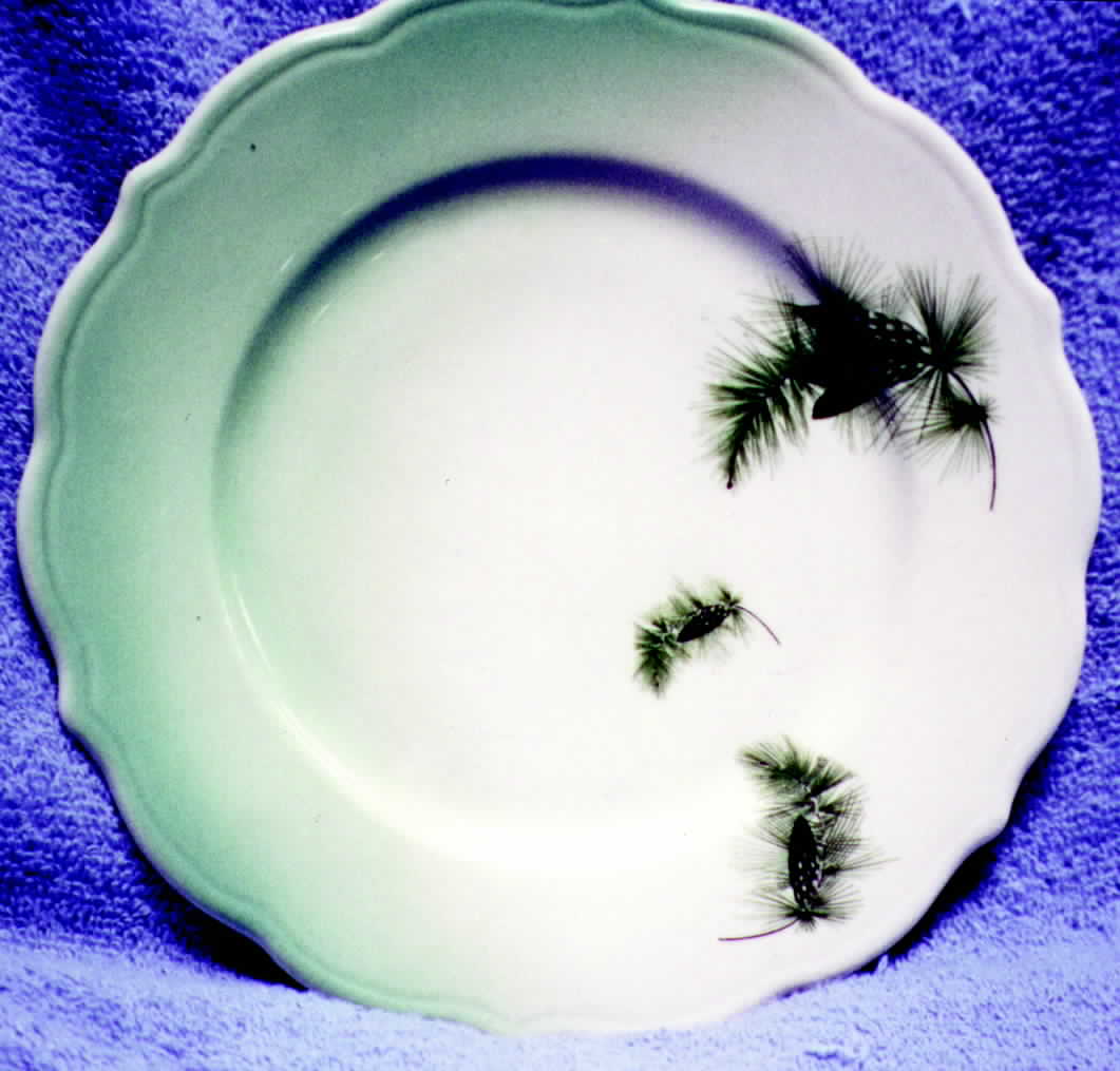 SY262 Dinner Plate by Syracuse-1