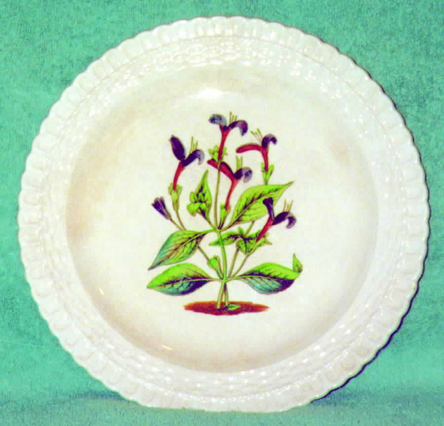 Tobacco Plants Centres Dinner Plate by Spode-1
