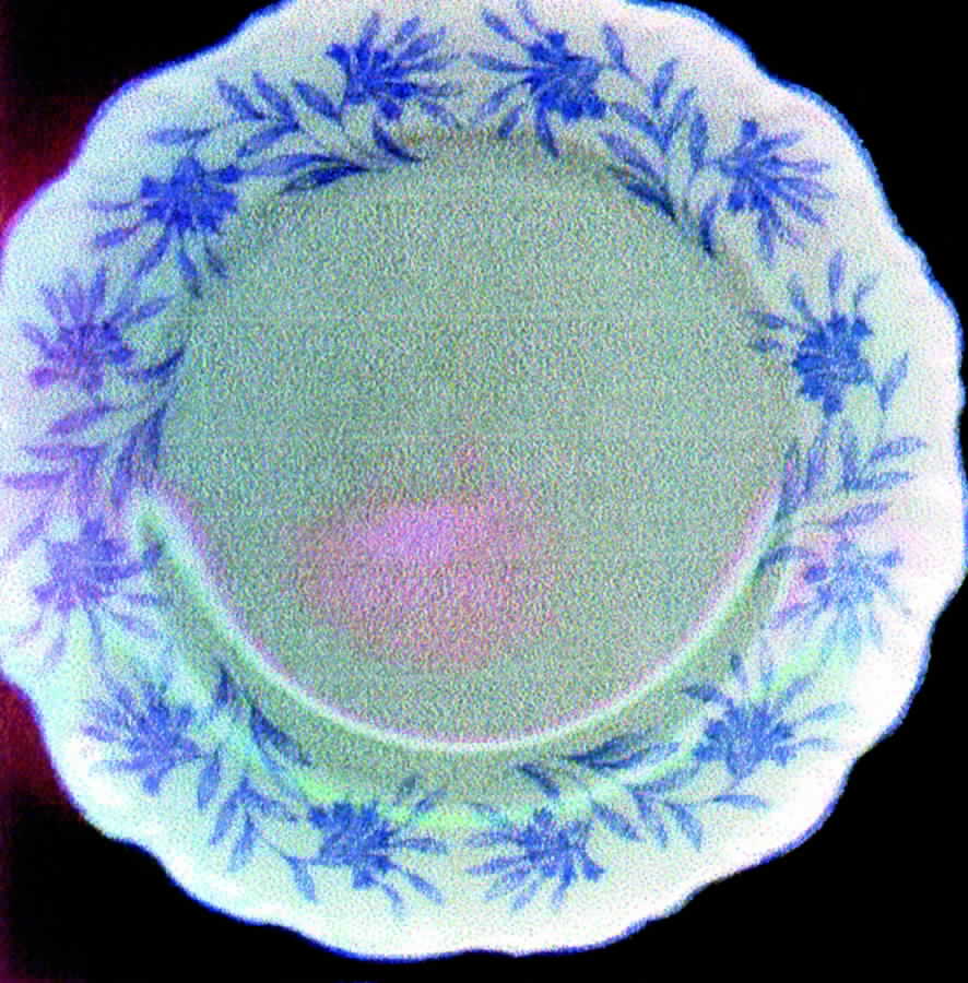 Kornblume Dinner Plate by Schumann - Bavaria-1