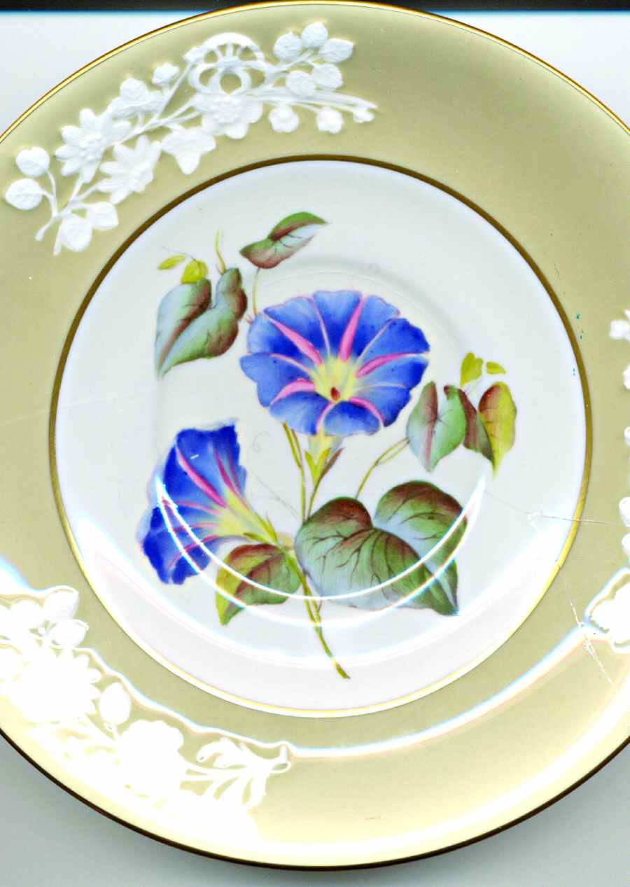 Convolvulus Saucer by Spode-1