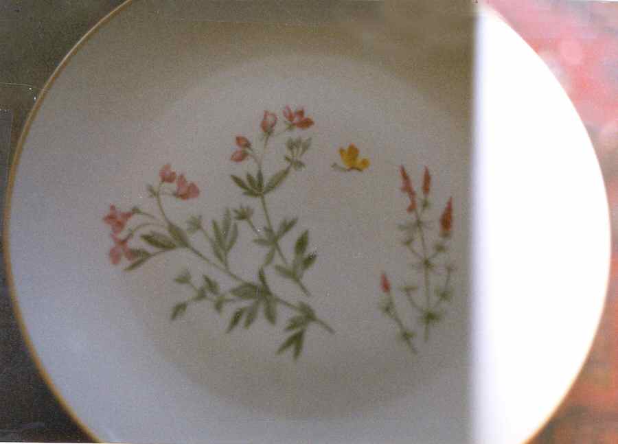 SCD87 Dinner Plate by Schonwald-1