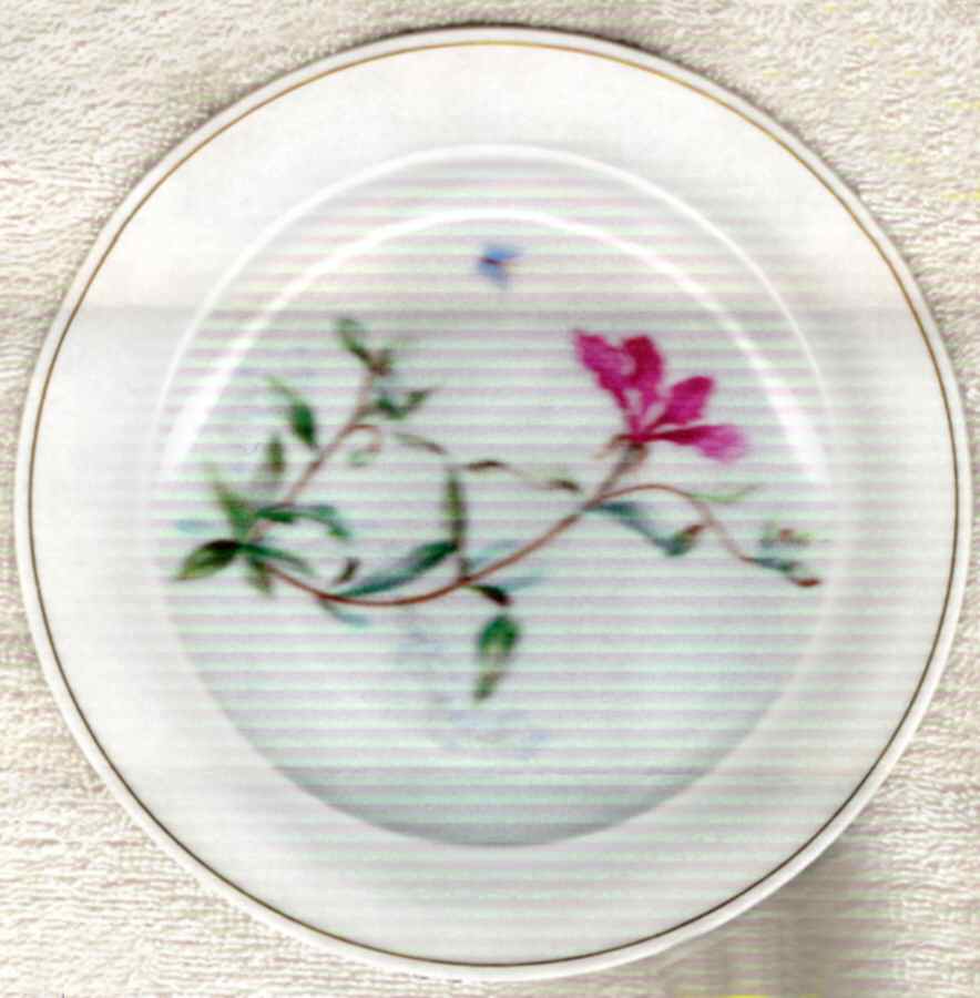 SCD107 Salad Plate by Schonwald-1