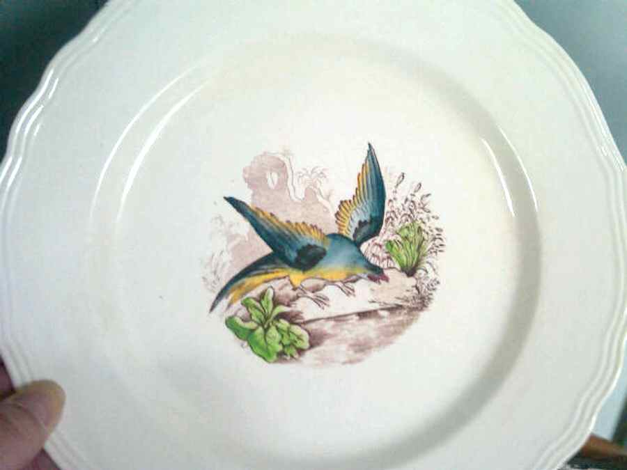 Buffon Dinner Plate by SC Richard-1