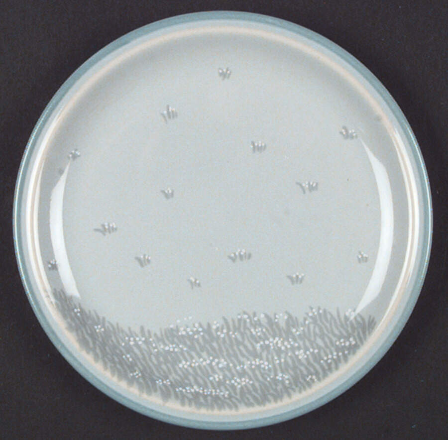 Springtime Bread & Butter Plate by Thomas-1