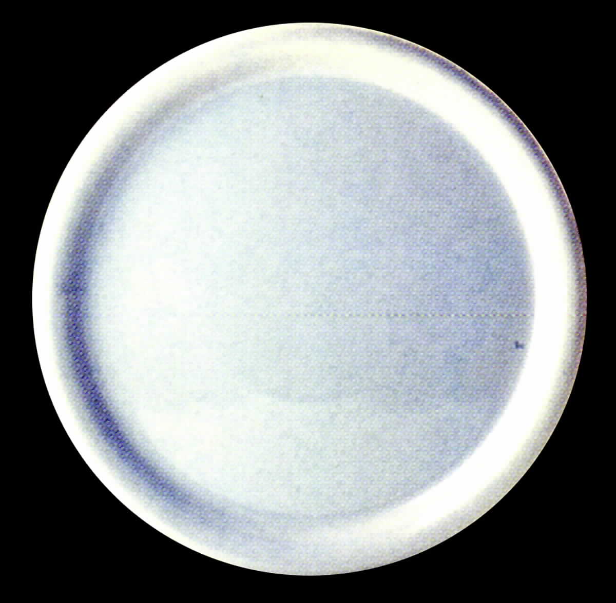 Karin Dinner Plate by Tirschenreuth-1