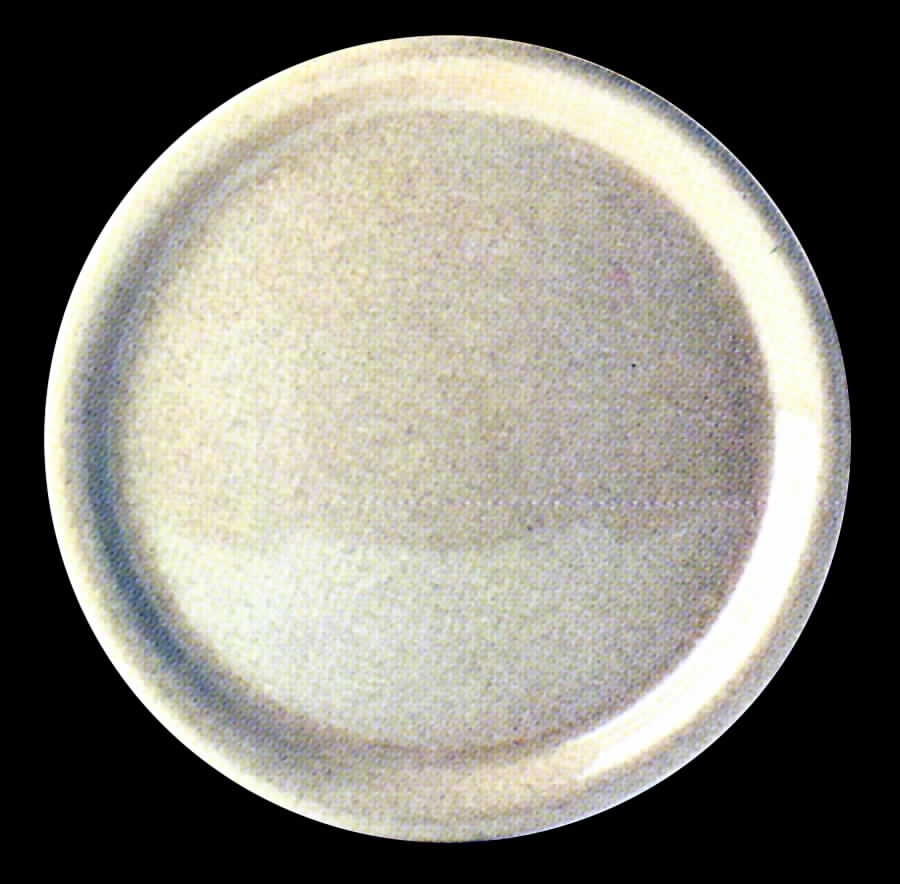 Vera Dinner Plate by Tirschenreuth-1