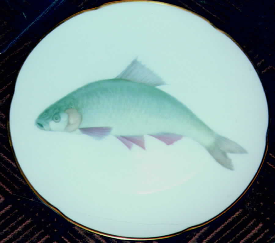 THO156 Dinner Plate by Thomas-1
