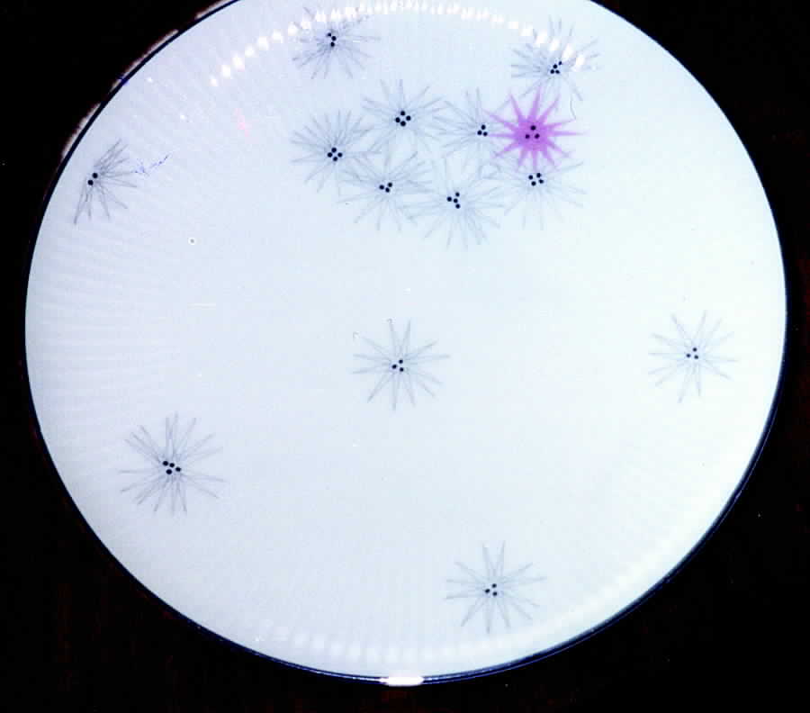 7529 (Platinum Trim) Dinner Plate by Thomas-1