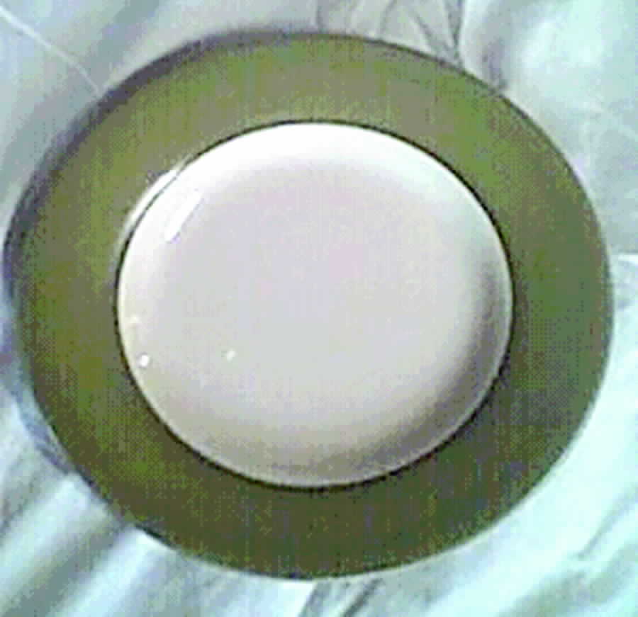 Parizzi Green Dinner Plate by Tabletops Unlimited-1
