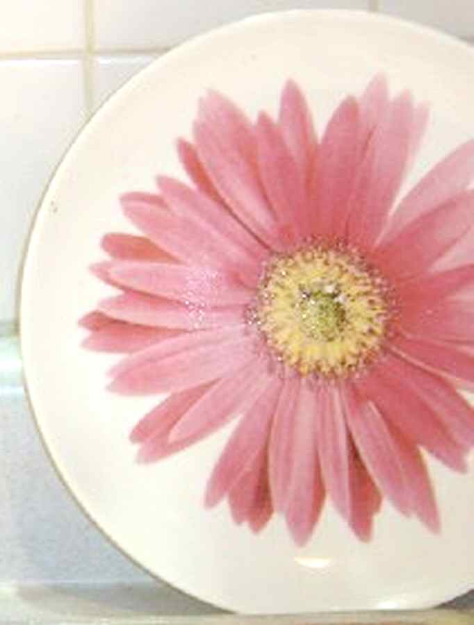 TGT2 Dinner Plate by Target-1