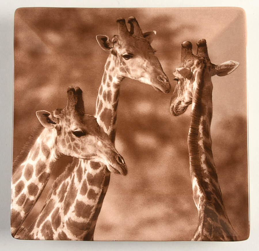 TAU41 Dinner Plate by Tabletops Unlimited-1