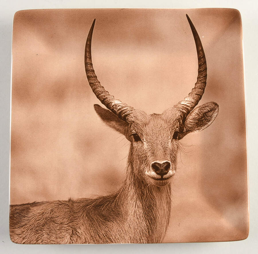 TAU41 Dinner Plate by Tabletops Unlimited-1