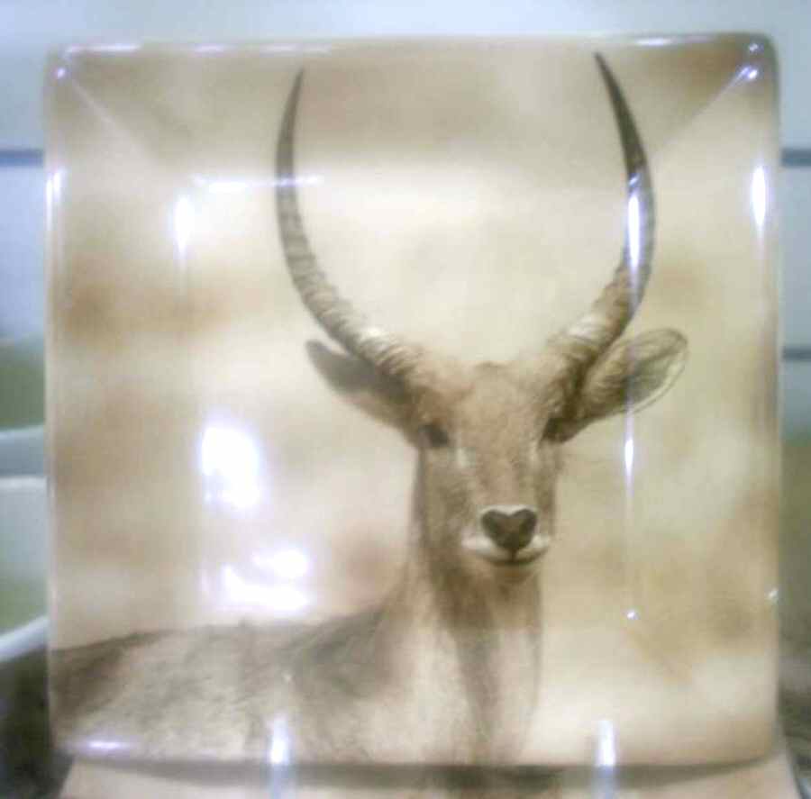 TAU41 Appetizer Plate by Tabletops Unlimited-1