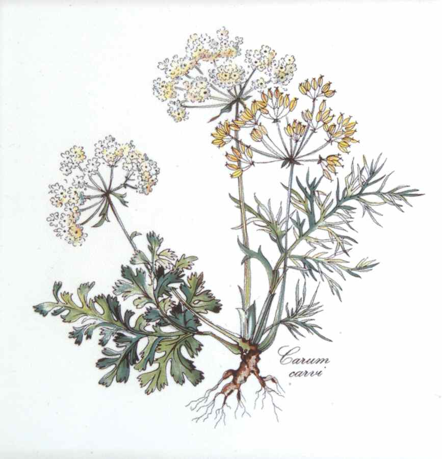 Botanica Trivet by Villeroy & Boch-1