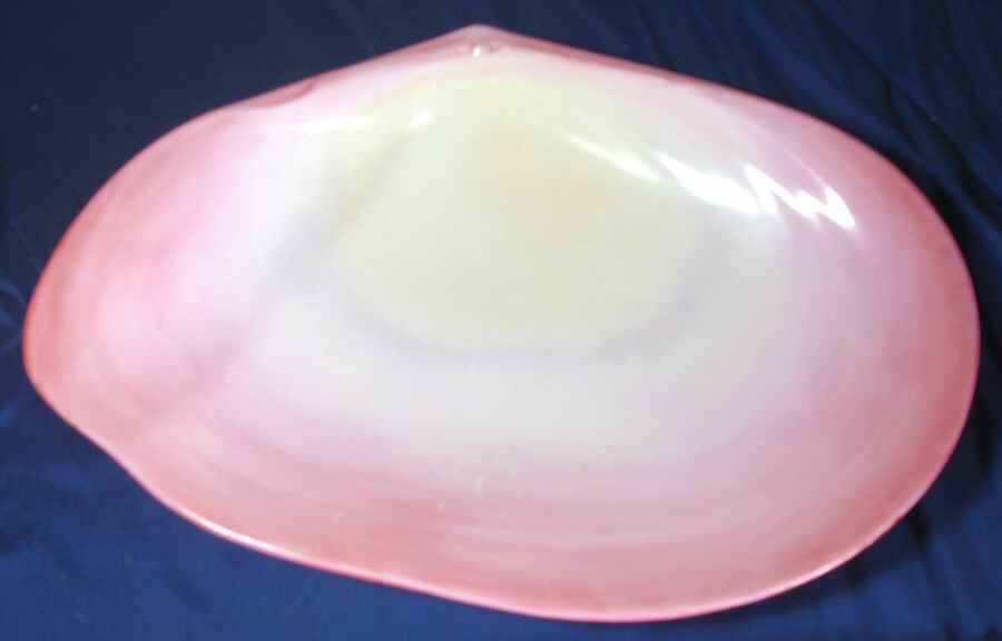 U Pecton Maximum Shell Plate by Wedgwood-1