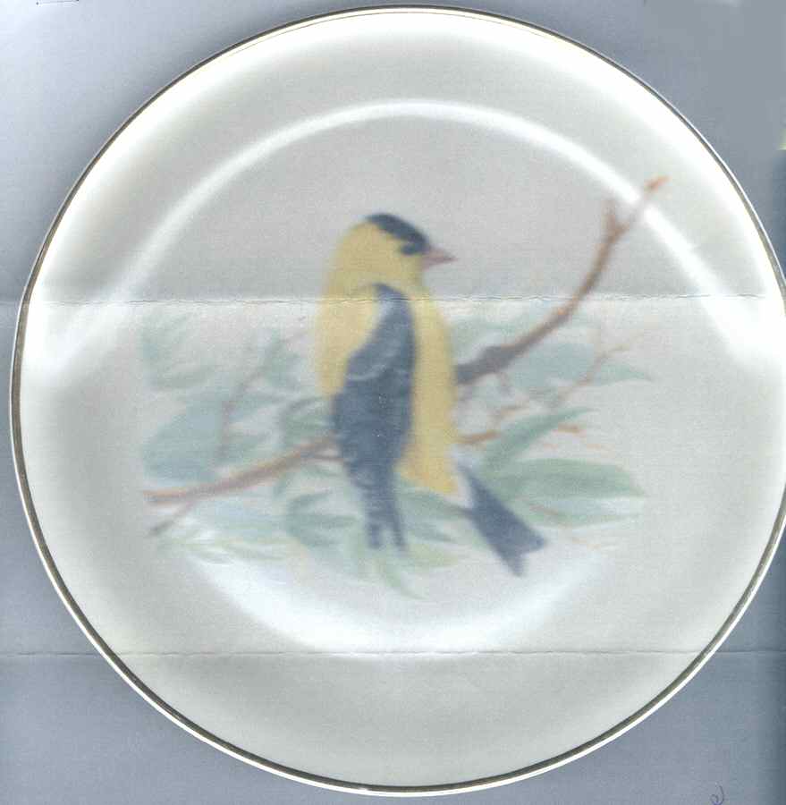 WFE10 Dinner Plate by National Wildlife Federation-1
